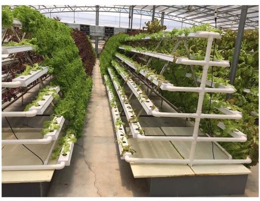 স্বয়ংক্রিয় পানি সহ LED হাইড্রোপনিক সিস্টেম রকওল গ্রো মিডিয়াম ম্যানুয়াল পিএইচ নিয়ন্ত্রণ